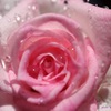 薔薇の号泣