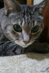 しょんぼり