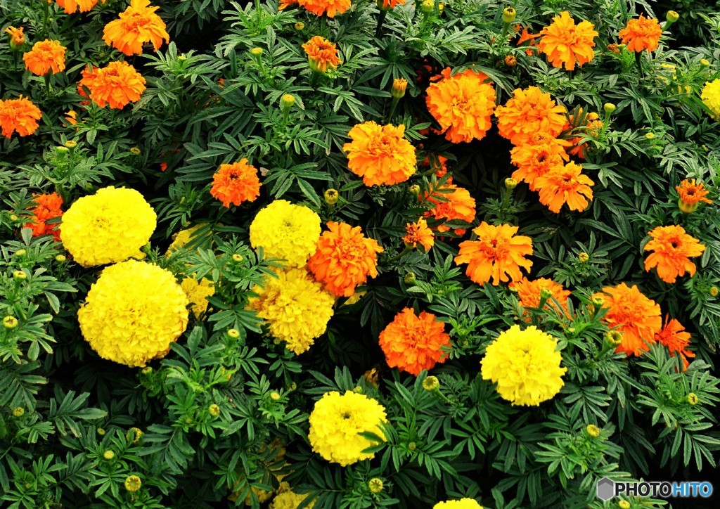花言葉は・・・