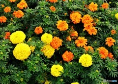 花言葉は・・・