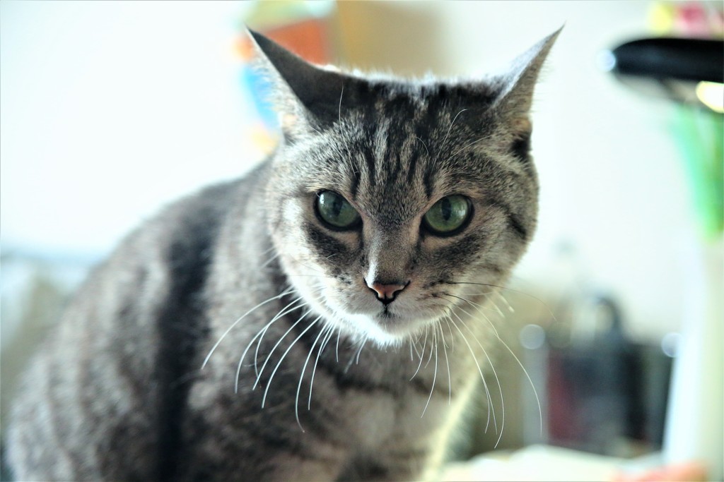 猫photo