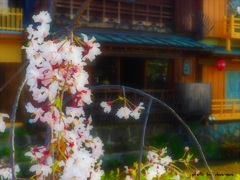 桜・祇園白川 11