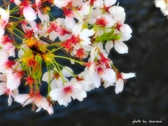 桜・祇園白川 10