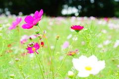 秋桜～もう一度笑顔を