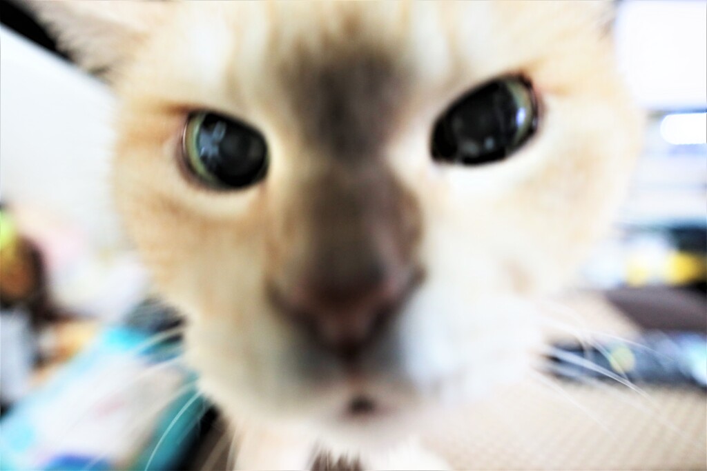 フォーカス無視