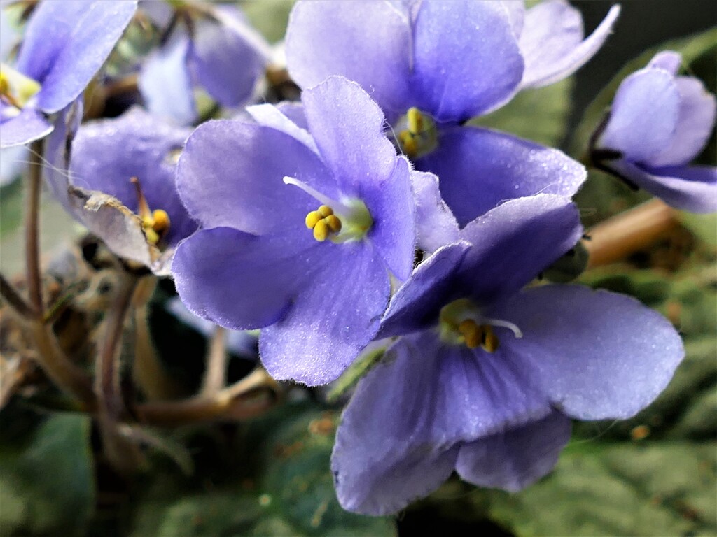 テーブル紫陽花