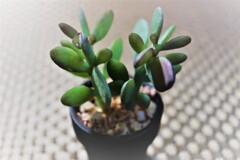 多肉植物（フェイク）