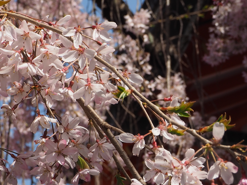 桜 伏見稲荷 3 By 猫のおばんざい リハビリ Id 写真共有サイト Photohito