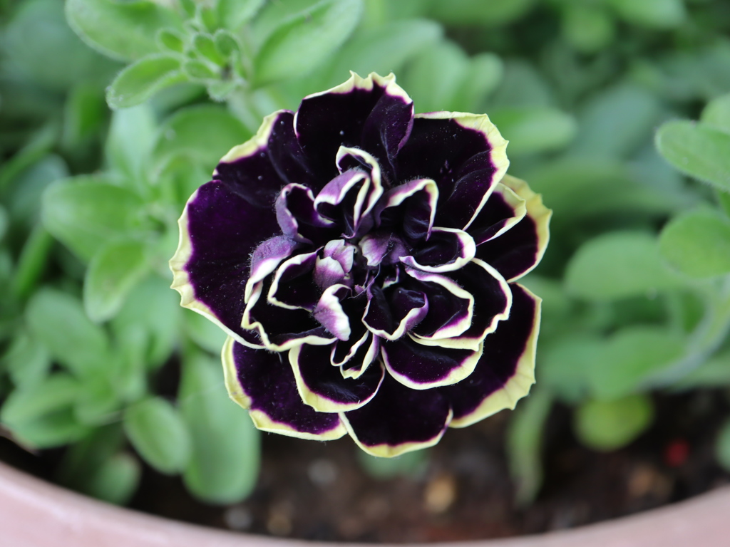 ベニチュア（花衣）黒真珠