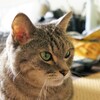 猫photo