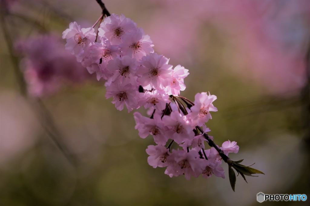 桜　静雅