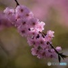 桜　静雅