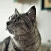 猫photo