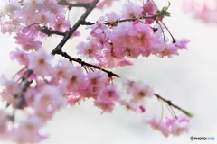 さくら　和心