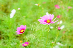 秋桜～元気にしてますか？