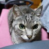 猫photo