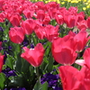 tulip tulip