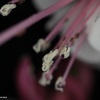 小さな涙