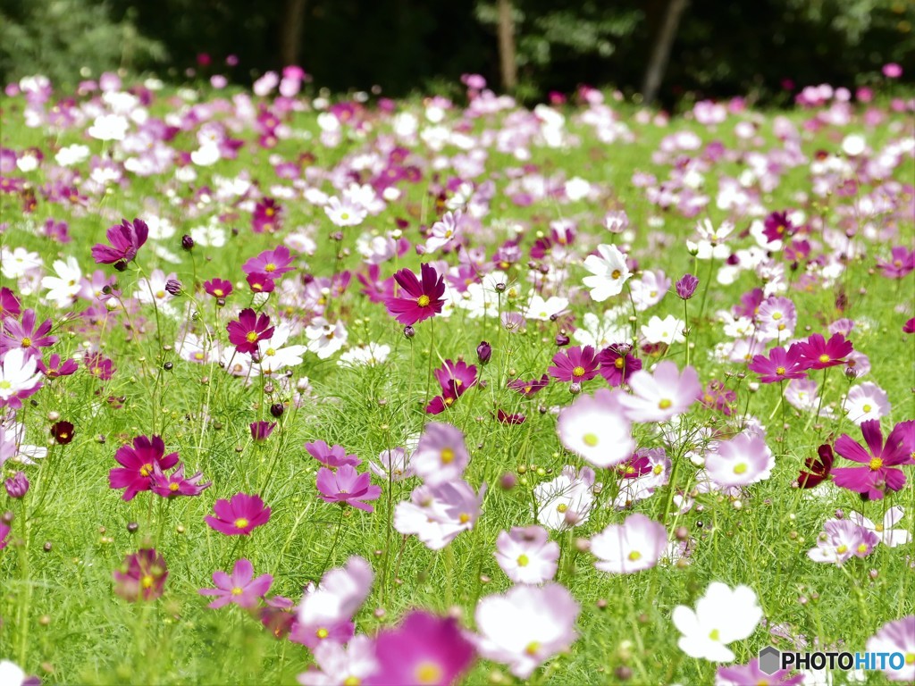 今年はどうかな・・・