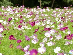 今年はどうかな・・・