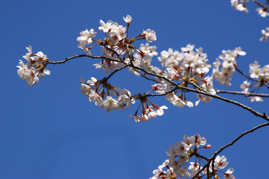 桜映え・・・