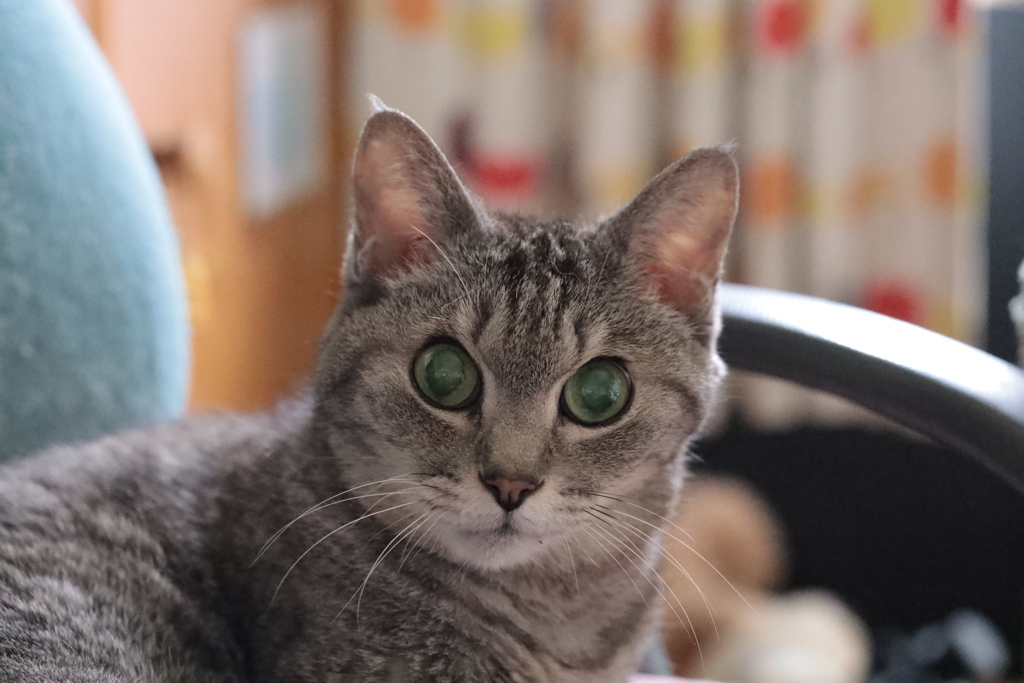 んにゃ?