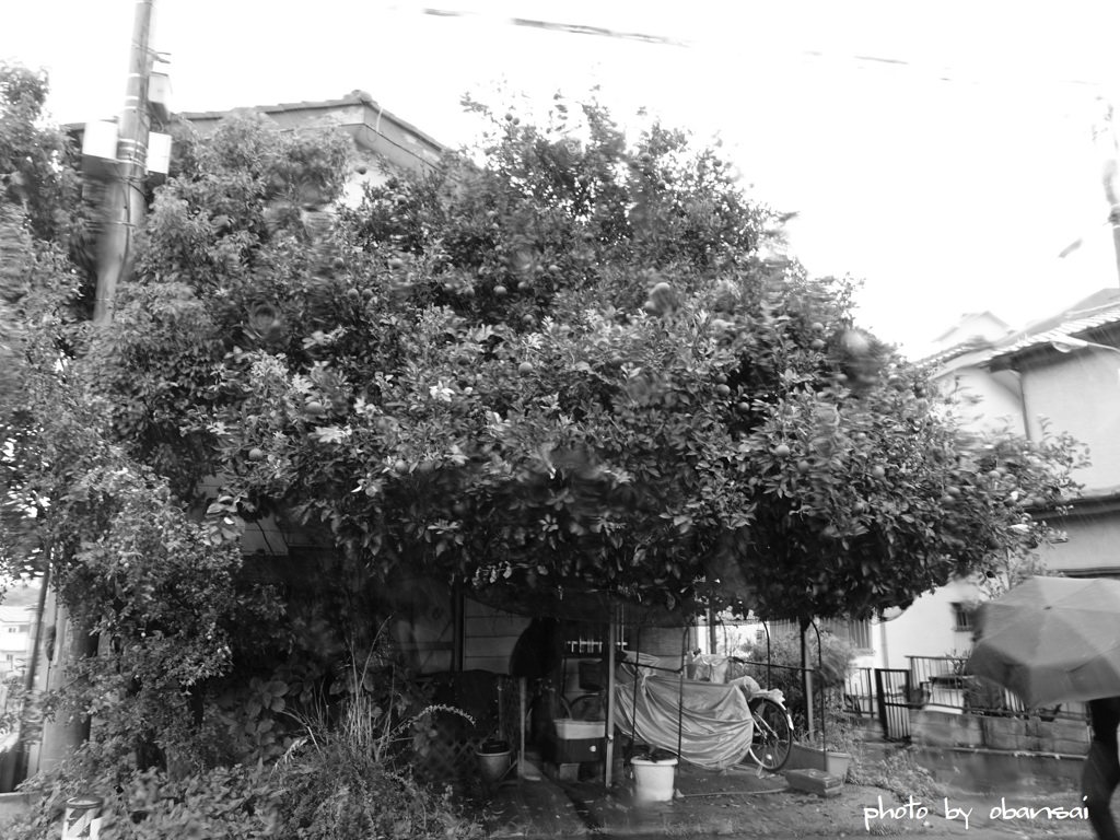 木の家