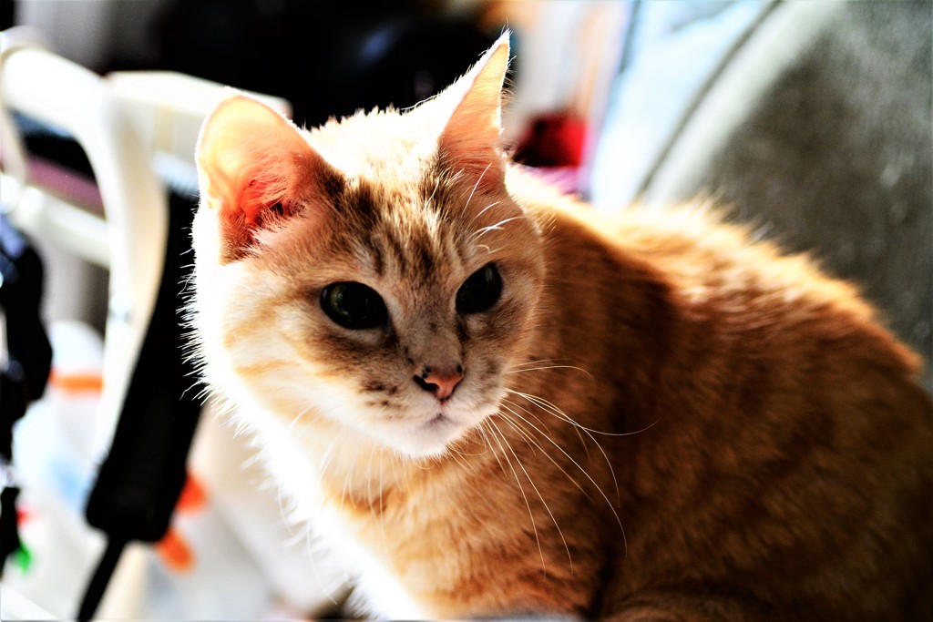 猫photo　009