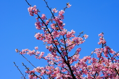 桜日和～3