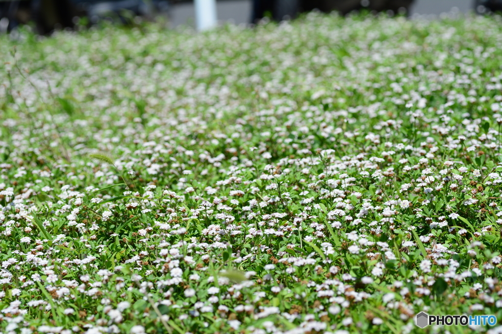 小花の絨毯