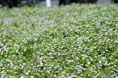 小花の絨毯