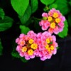 ｃａｎｄｙ　ｆｌｏｗｅｒ