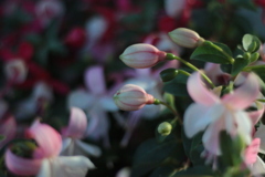 陽の落ちたベランダにて　1