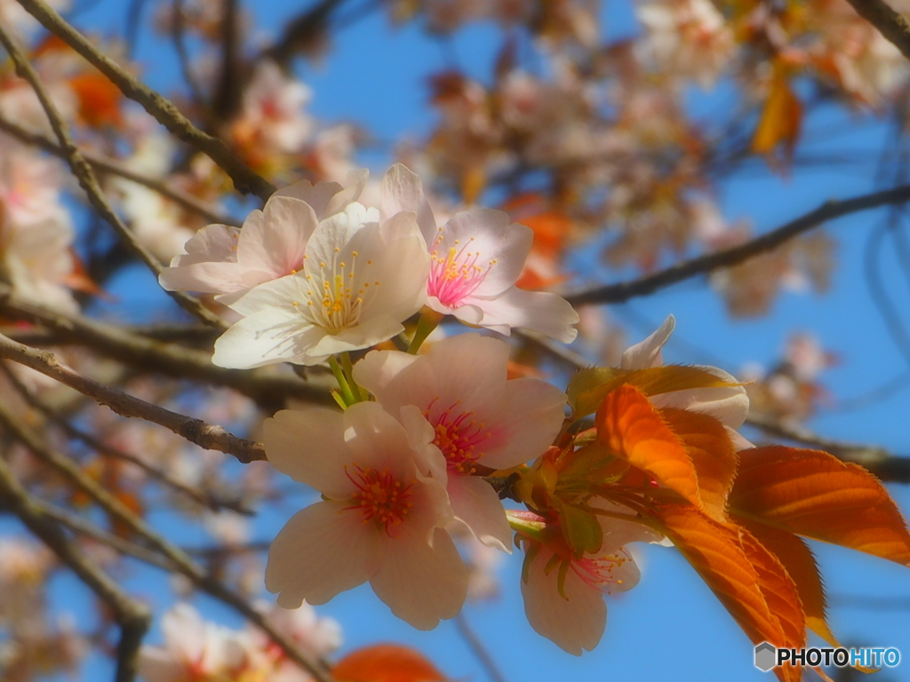 桜・醍醐寺　1