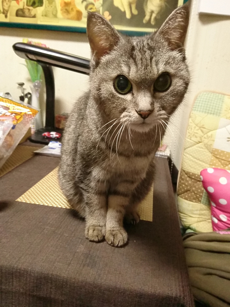 スマホDEにゃんこ
