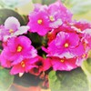 テーブル紫陽花