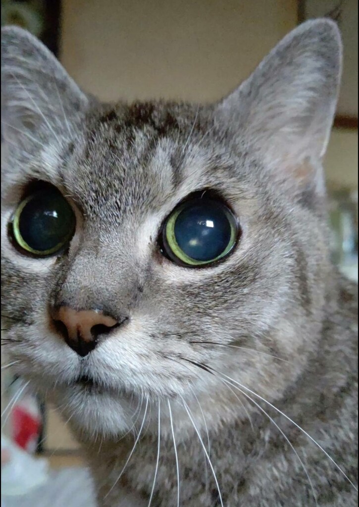 スマホdeにゃんこ