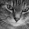 un chat  ～　1