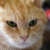 今日の猫　あとちゃん