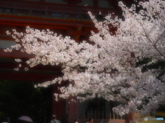 桜・醍醐寺　2