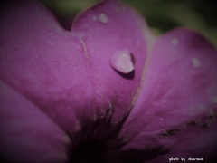 私を泣かせてください （ 涙の流れるままに ）　