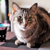 猫photo