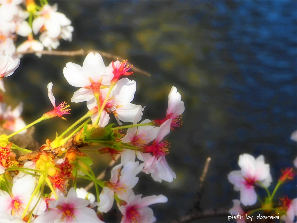 桜・祇園白川　9