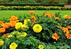  marigold garden