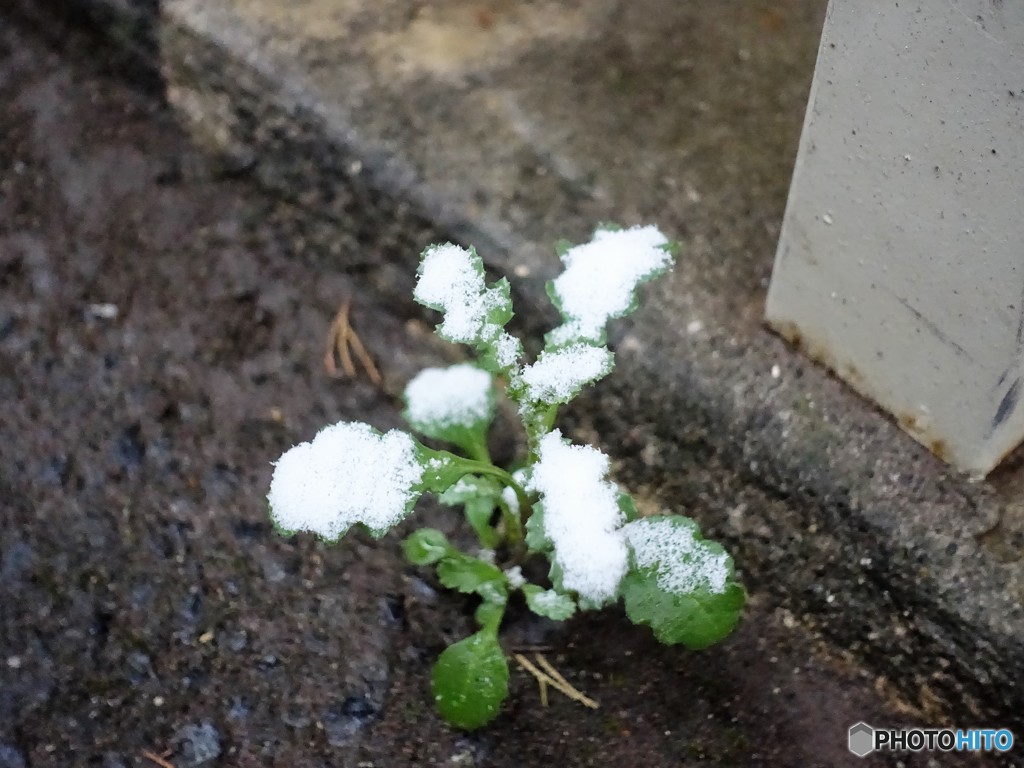 小さな積雪