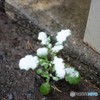 小さな積雪