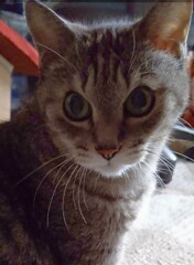 にゃんこ  次男坊