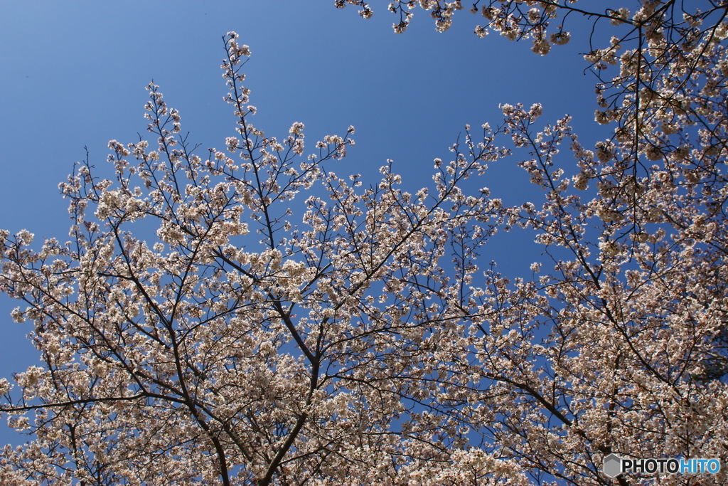 桜燃え・・・