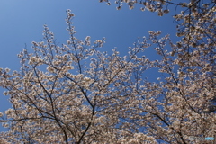 桜燃え・・・