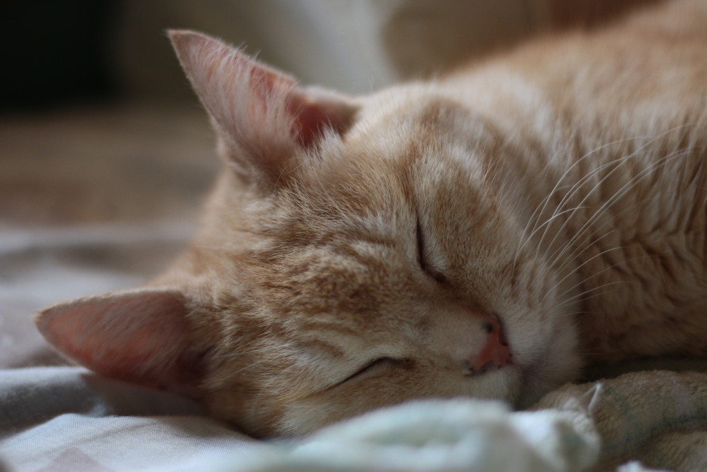 眠れ良い子よ～～～♪